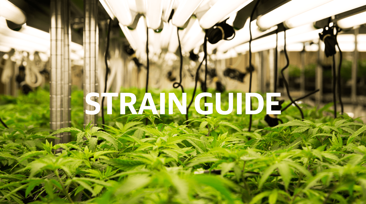 Archive image 2 for A Beginner’s Guide to Choosing The Best Cannabis Strain