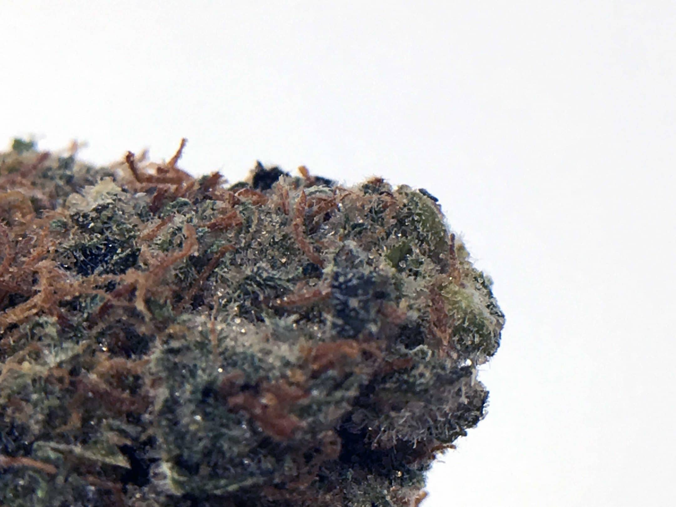Archive image 4 for AK-47 Strain Information & Review
