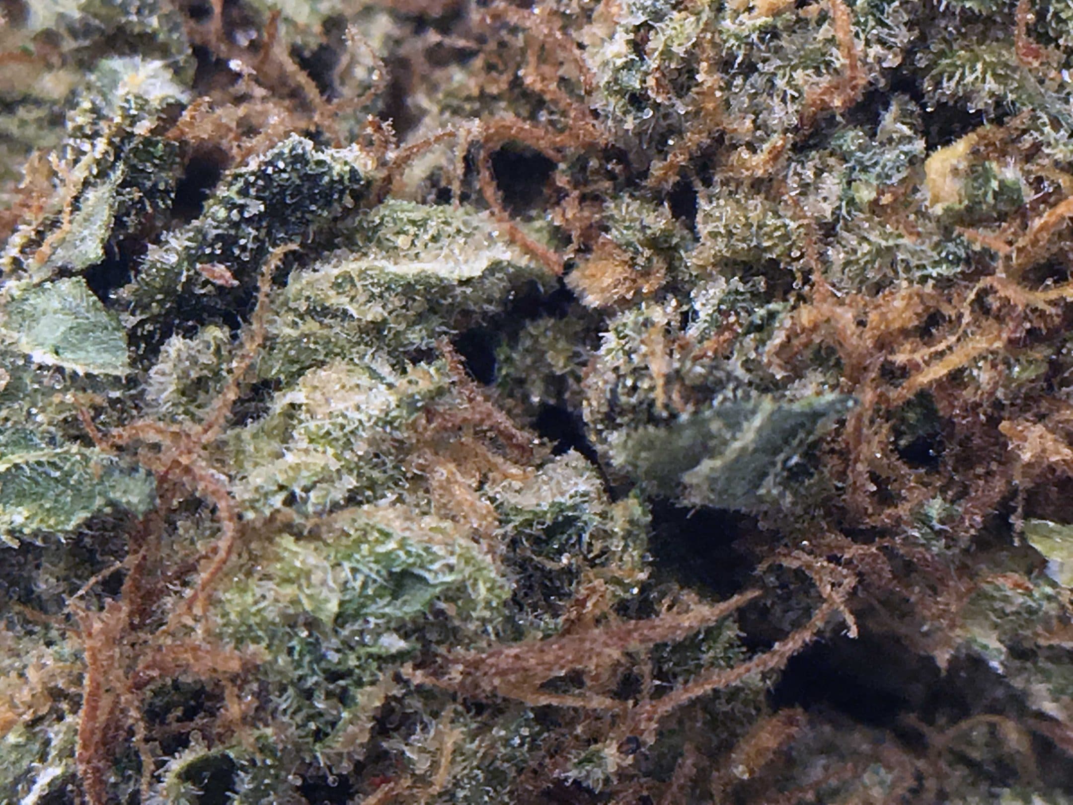Archive image 5 for AK-47 Strain Information & Review