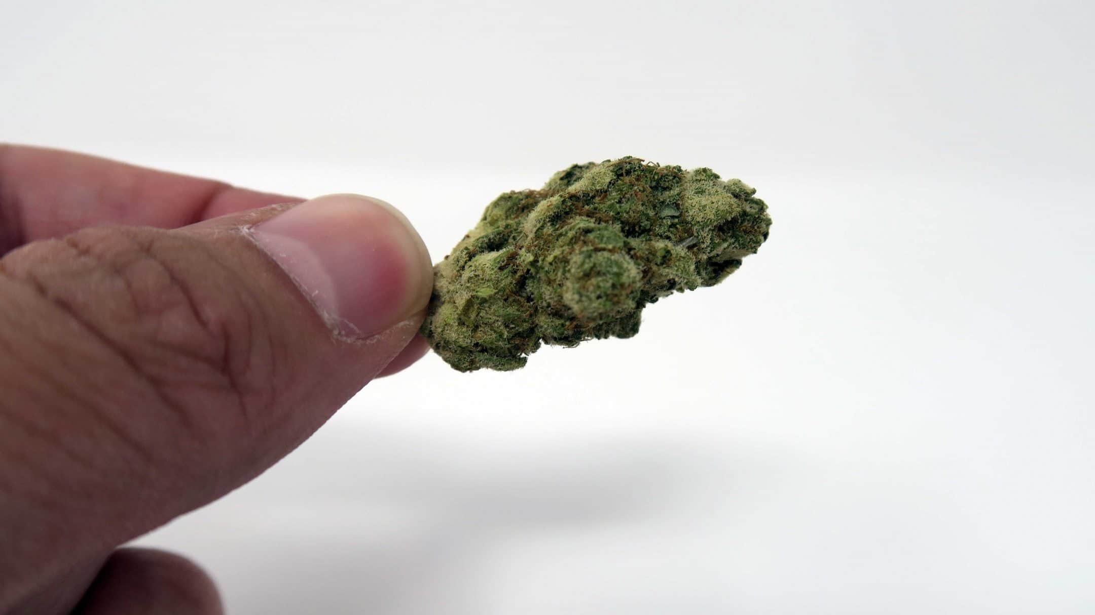 Archive image 3 for Animal Cookies US Cannabis Strain Review