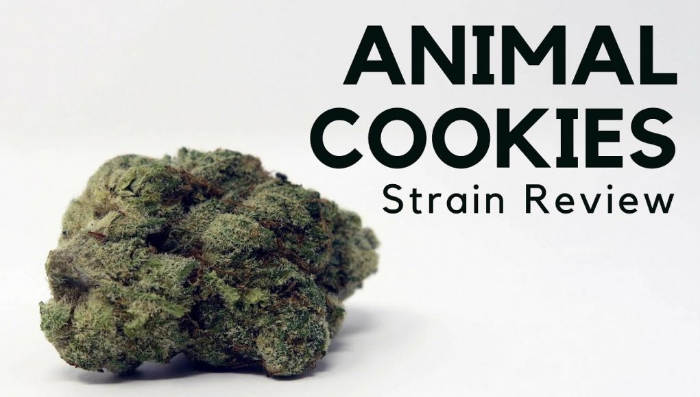 Archive image 4 for Animal Cookies US Cannabis Strain Review