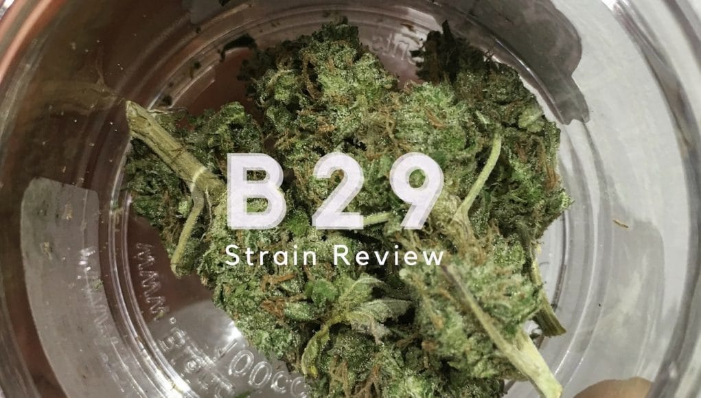 Archive image 3 for B29 Cannabis Strain Review