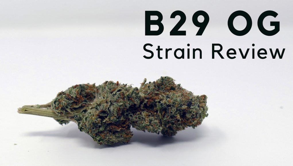 Archive image 6 for B29 OG Cannabis Strain Information & Review
