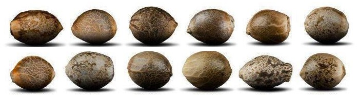 Beginner's Guide To Feminised Cannabis Seeds
