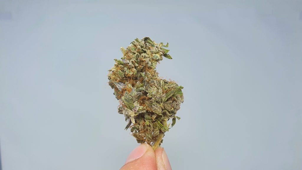 Archive image 3 for Berry Split Cannabis Strain Review & Information