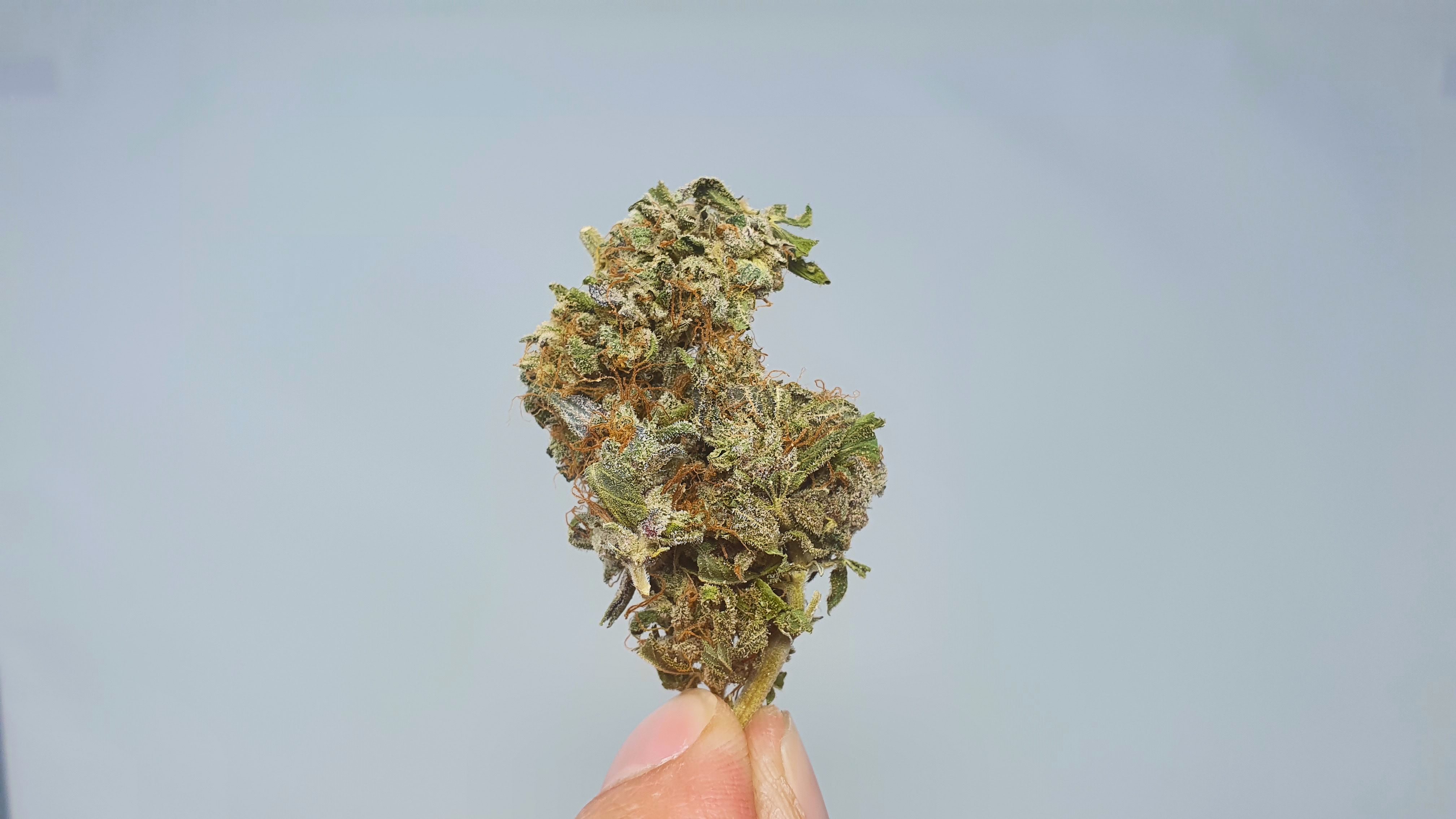 Archive image 8 for Berry Split Cannabis Strain Review & Information