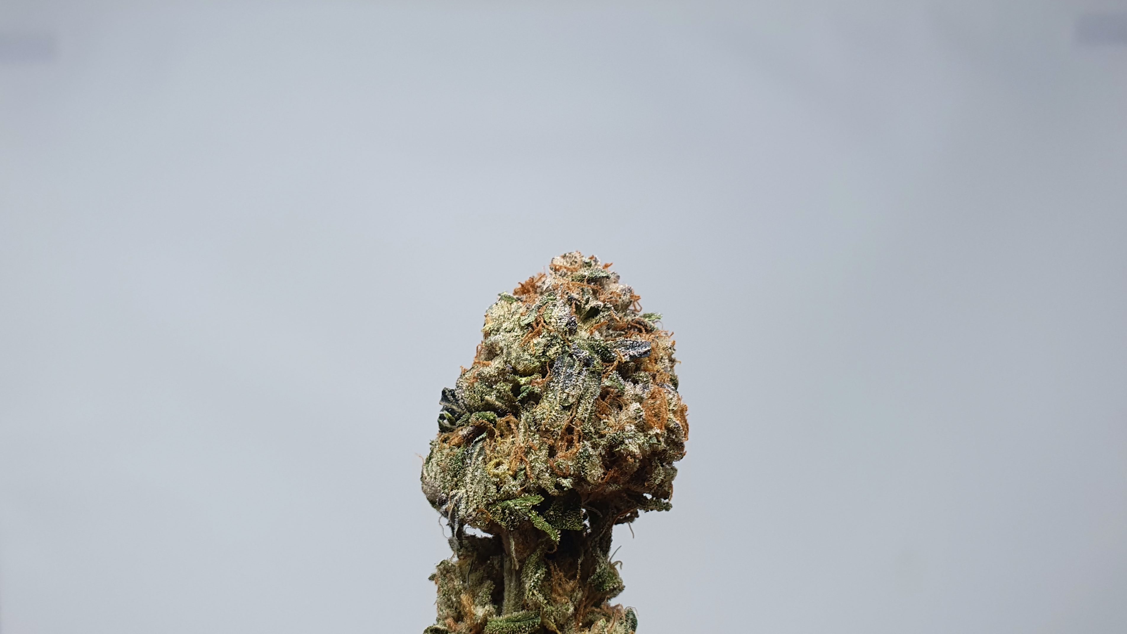 Archive image 6 for Berry Strudel Cannabis Strain Review & Information