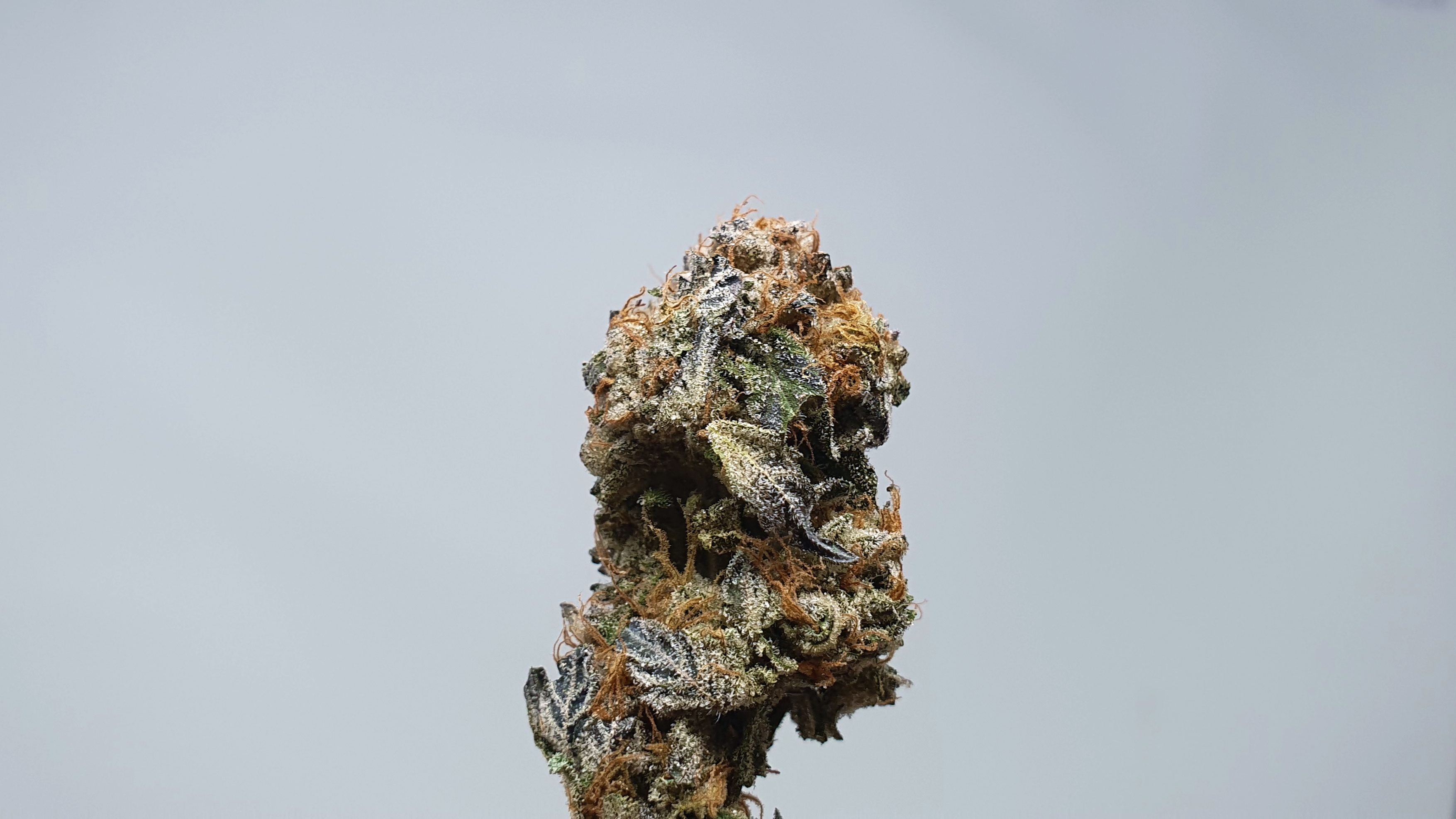 Archive image 7 for Berry Strudel Cannabis Strain Review & Information