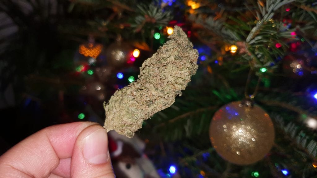Archive image 2 for Biker Mouse Cannabis Strain Review & Information