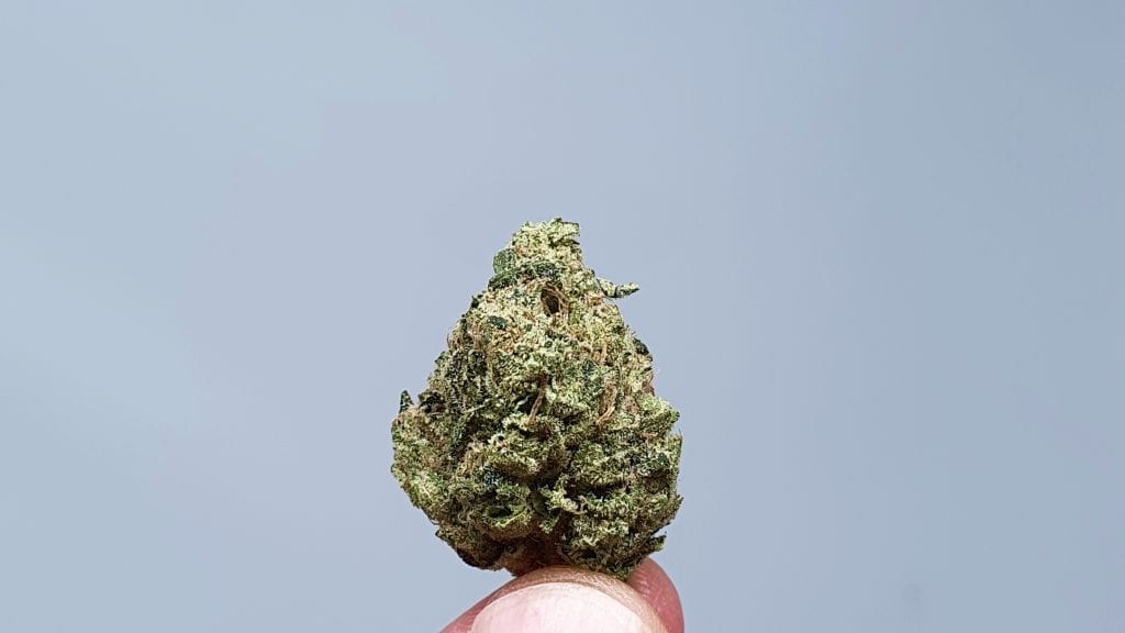 Archive image 4 for Biker Mouse Cannabis Strain Review & Information