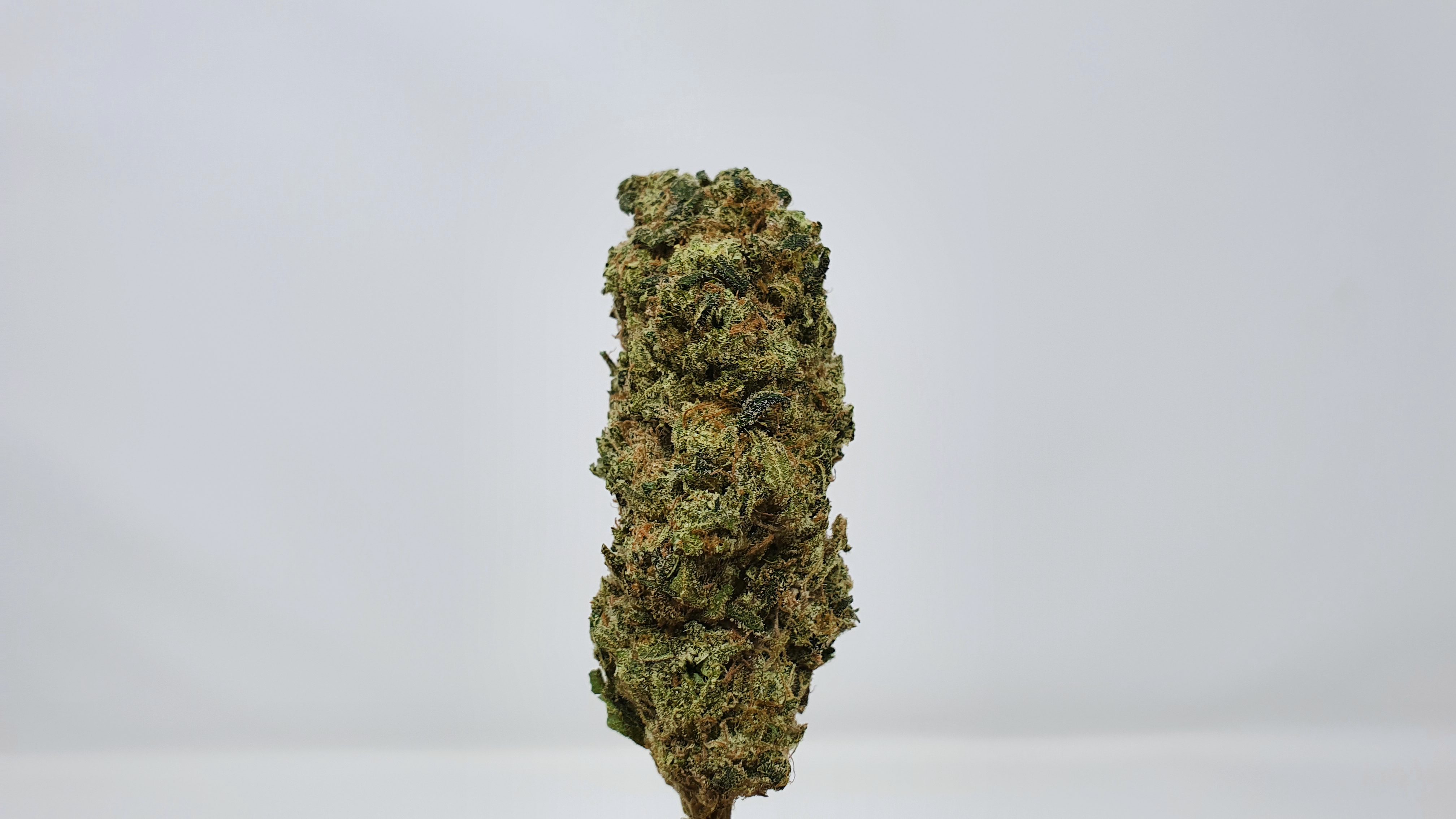 Archive image 6 for Biker Mouse Cannabis Strain Review & Information