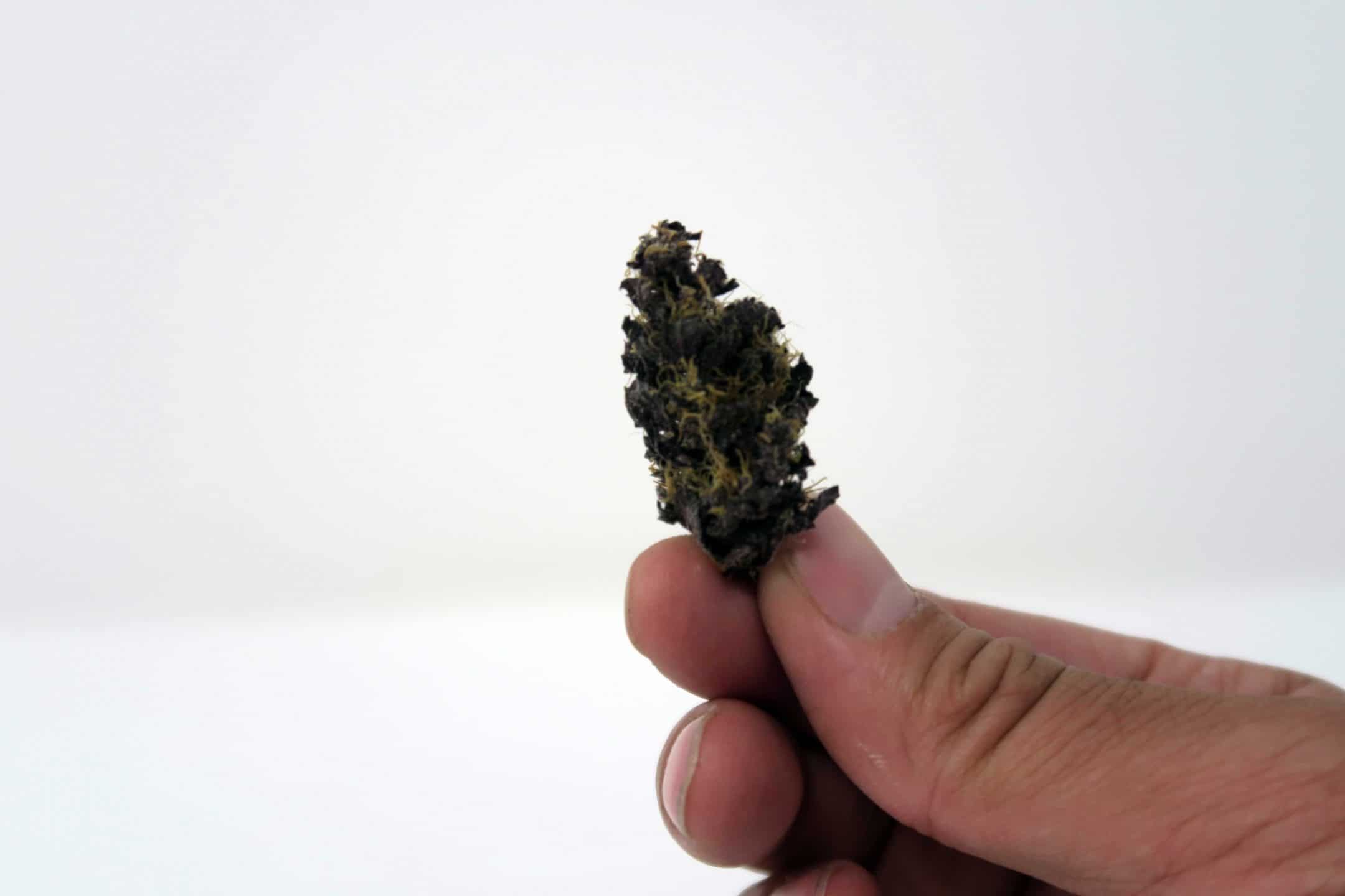 Archive image 2 for Blackberry Kush Cannabis Strain Information & Review