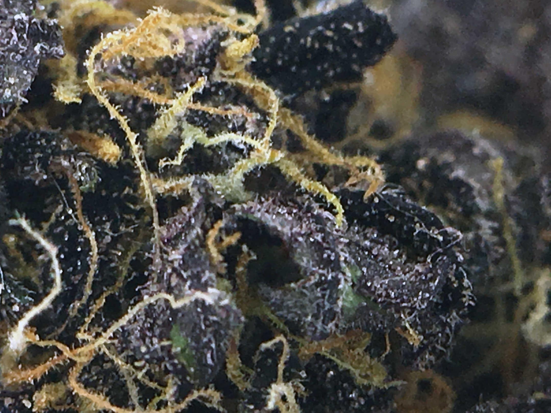 Archive image 6 for Blackberry Kush Cannabis Strain Information & Review