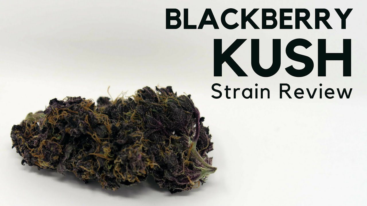 Archive image 8 for Blackberry Kush Cannabis Strain Information & Review