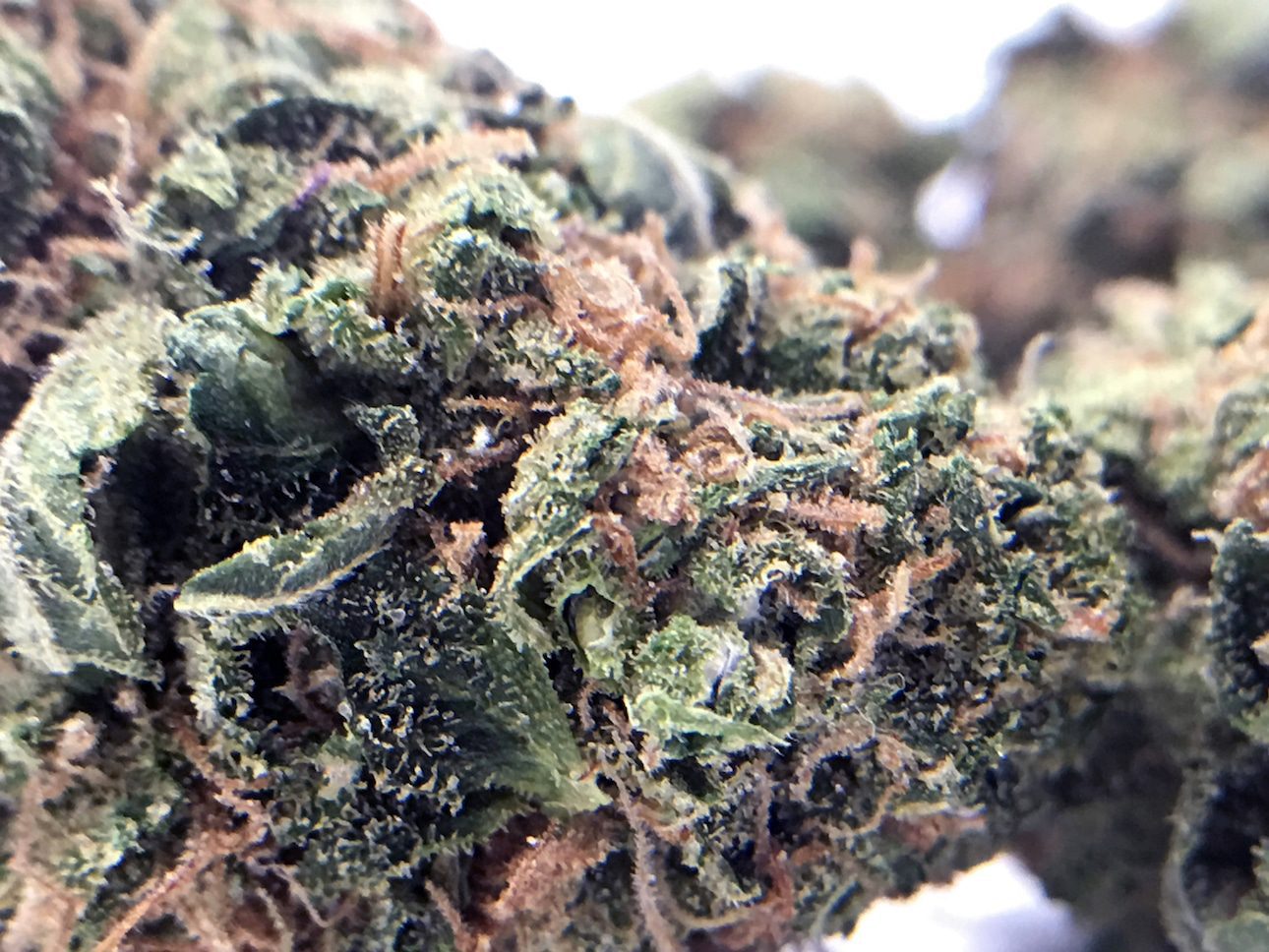 Archive image 2 for Blue Cheese Cannabis Strain Review