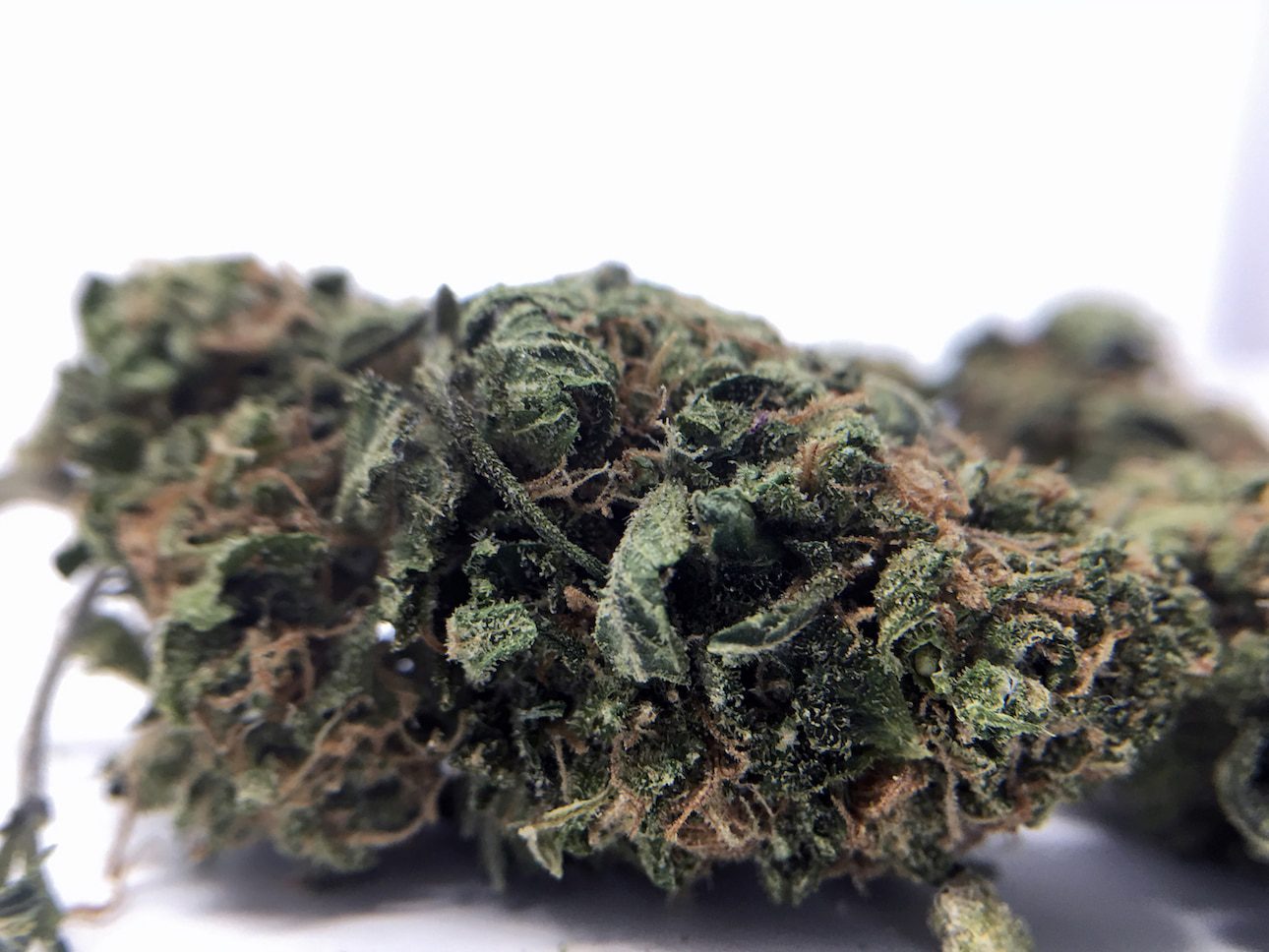 Archive image 3 for Blue Cheese Cannabis Strain Review