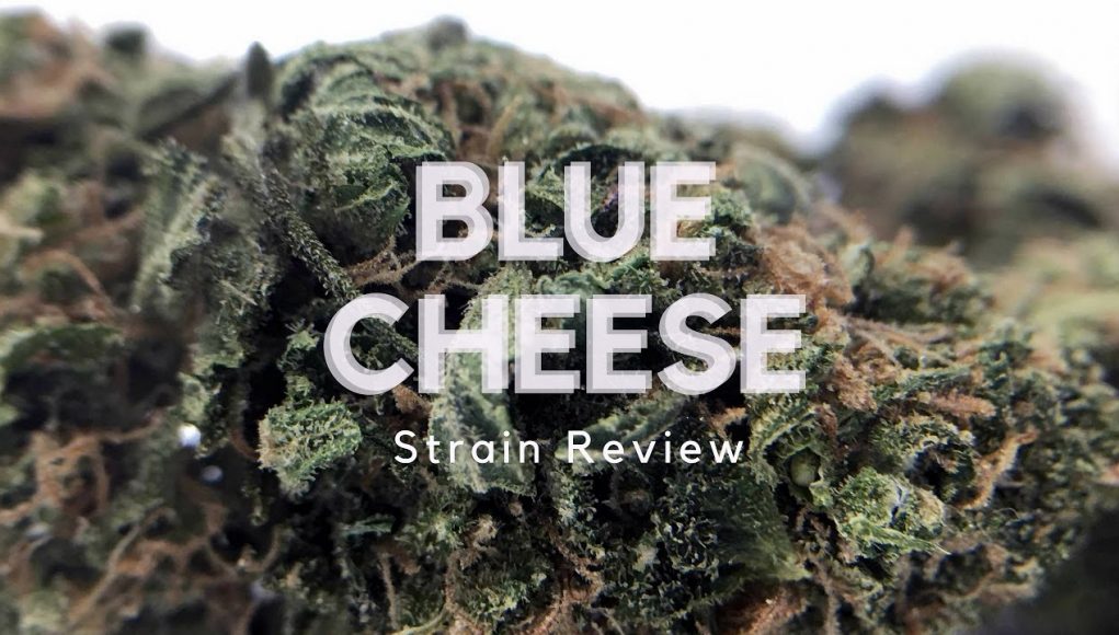 Archive image 4 for Blue Cheese Cannabis Strain Review