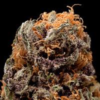 Archive image 2 for Blueberry Cannabis Strain Review