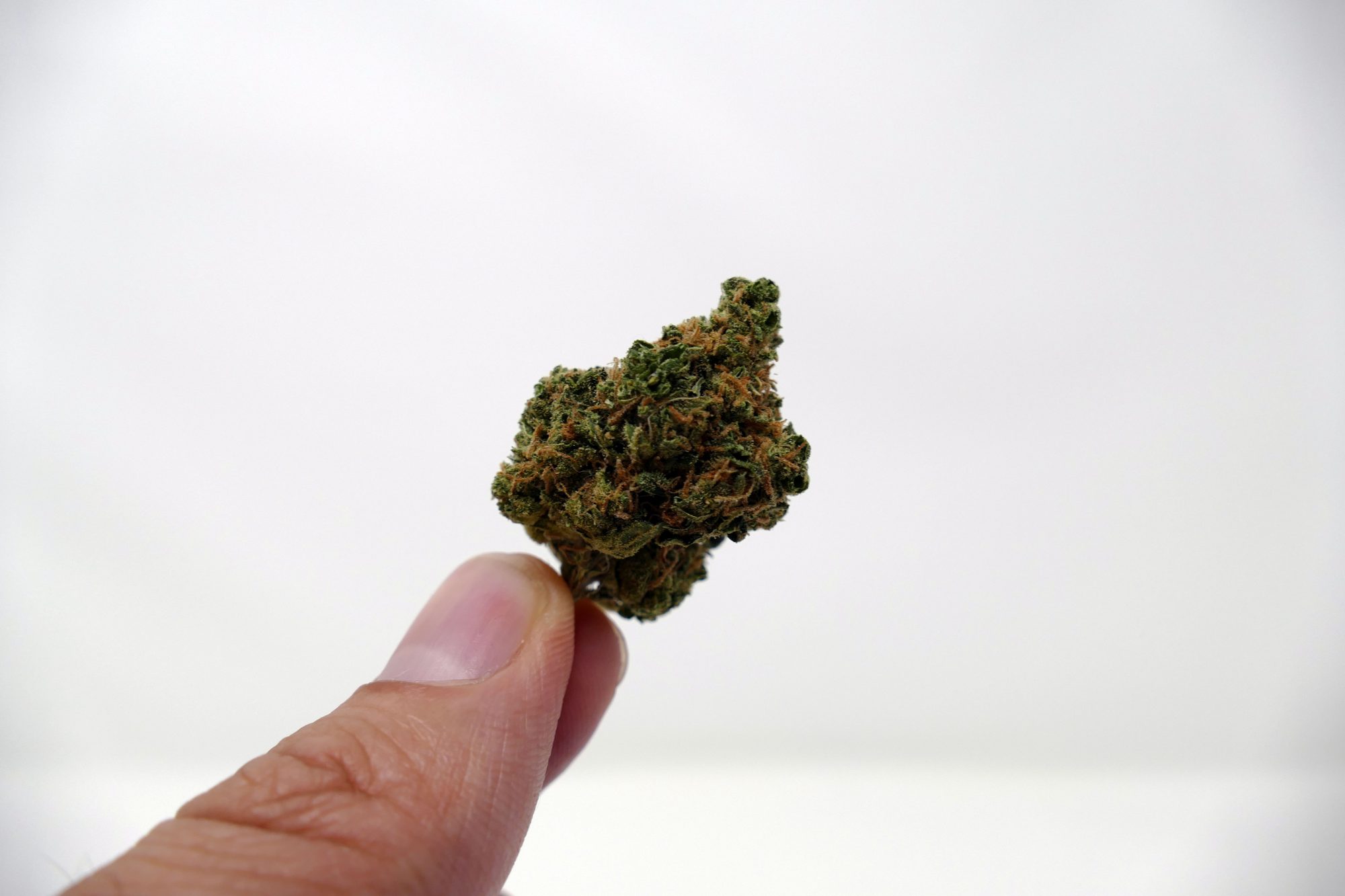 Archive image 2 for Blues Cannabis Strain Information & Review