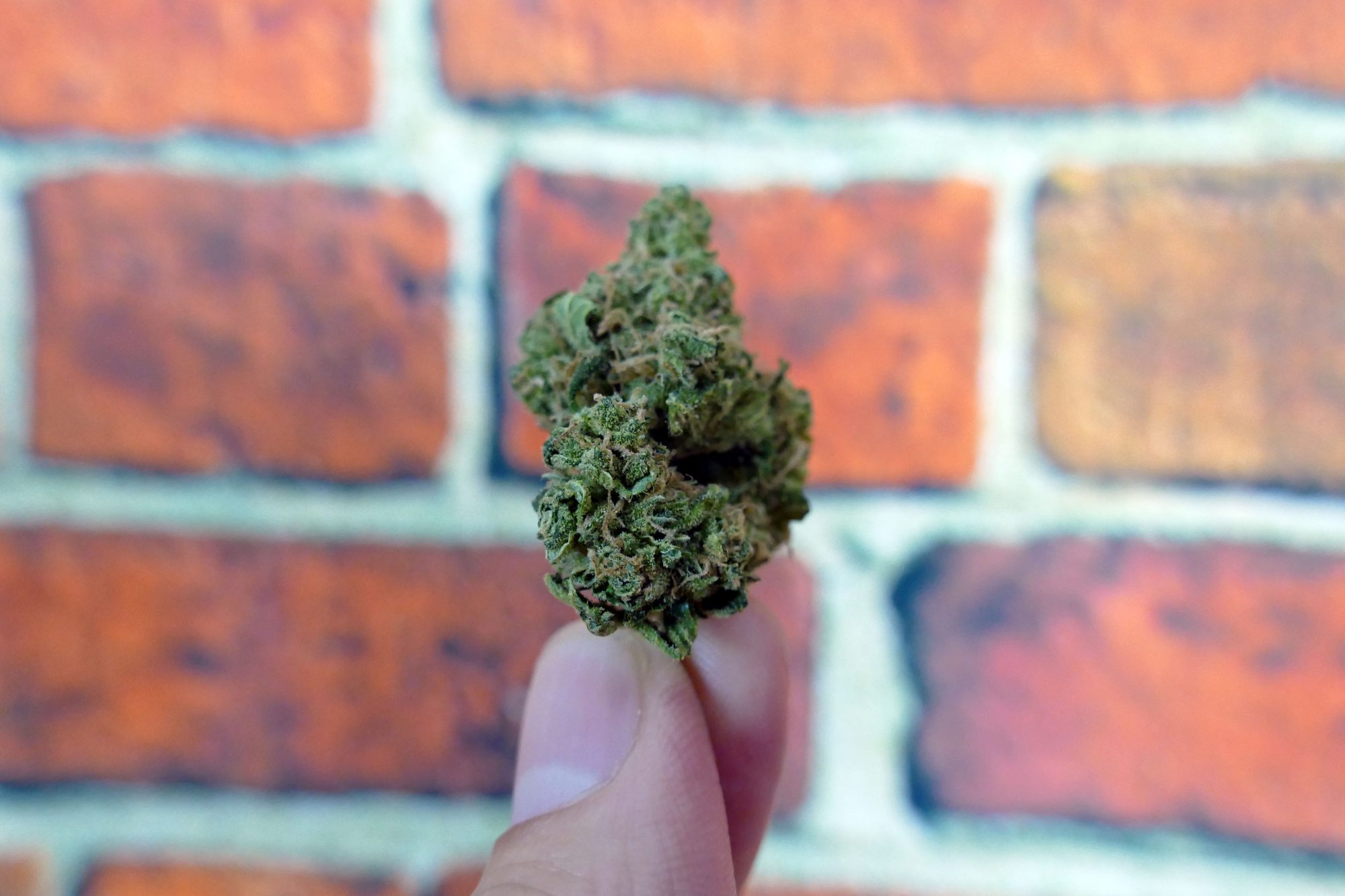 Archive image 3 for Blues Cannabis Strain Information & Review
