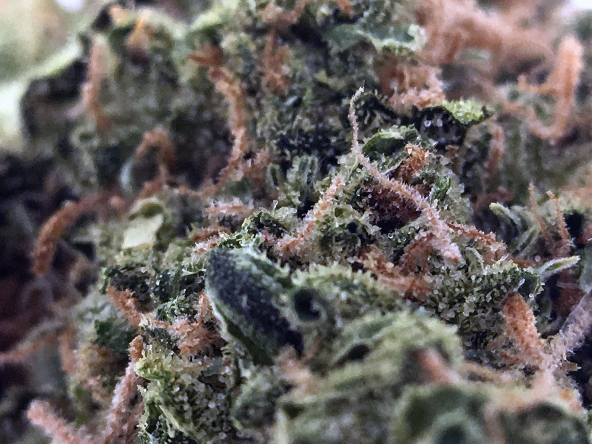 Archive image 5 for Blues Cannabis Strain Information & Review