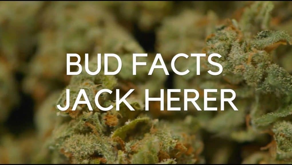 Archive image 2 for Bud Facts: Jack Herer
