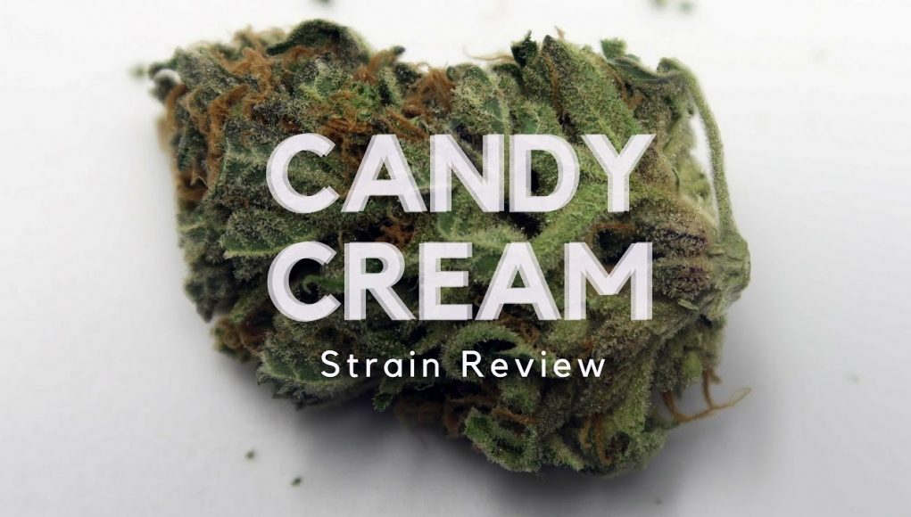 Archive image 3 for Candy Cream Cannabis Strain Review