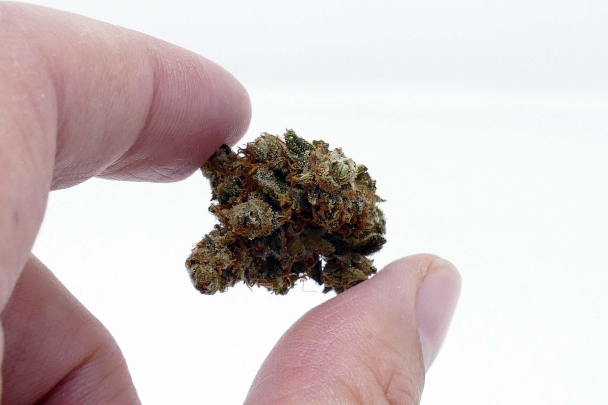 Archive image 3 for Casey Jones Cannabis Strain Information & Review