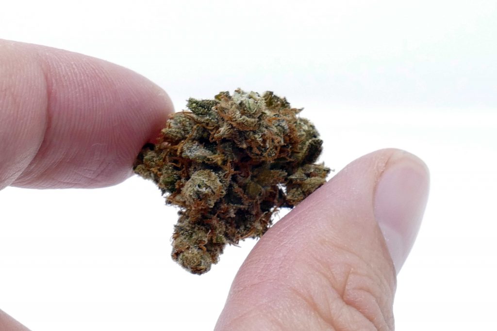 Archive image 6 for Casey Jones Cannabis Strain Information & Review