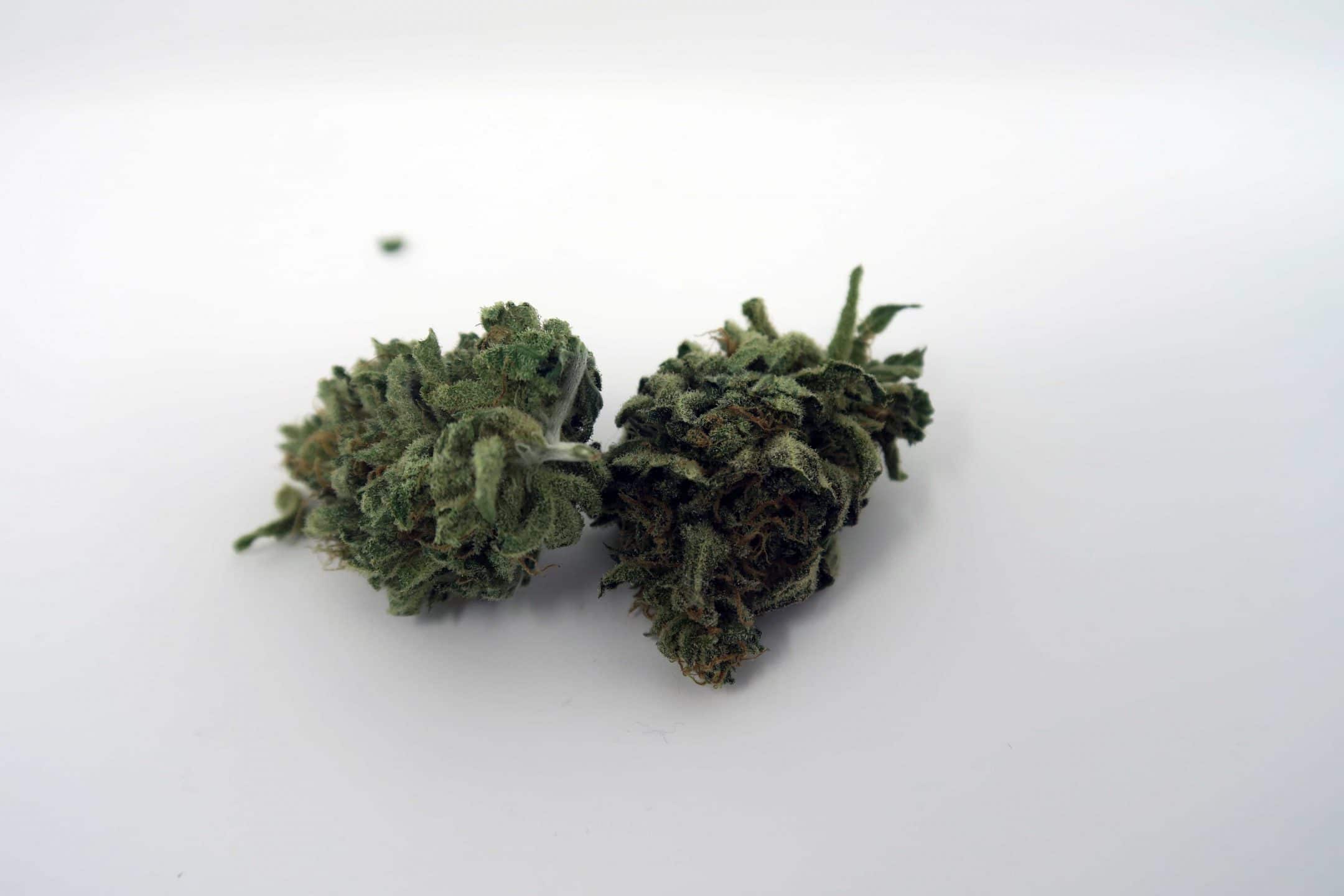 Archive image 2 for CBD Critical Cure