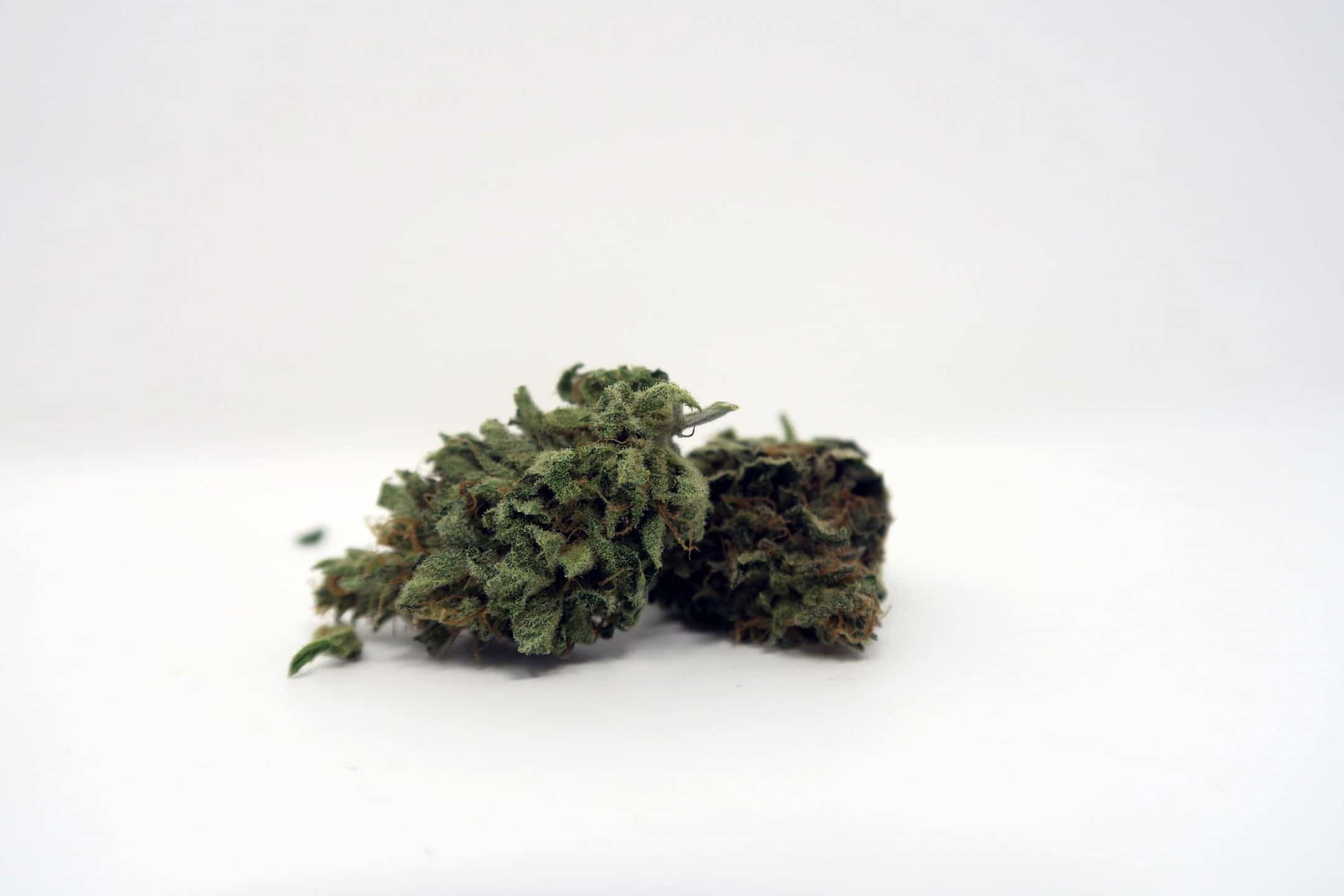Archive image 3 for CBD Critical Cure