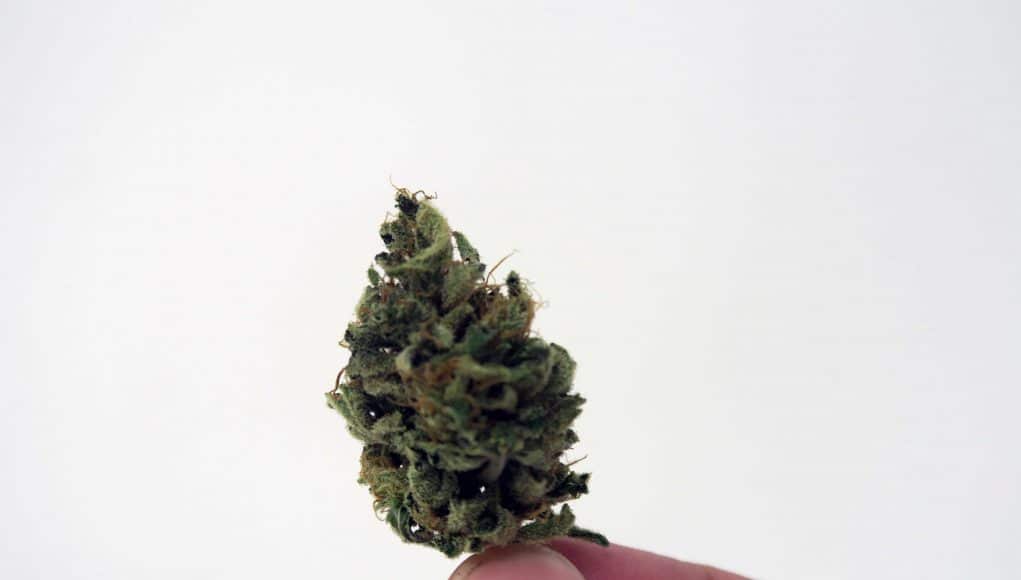 Archive image 5 for CBD Critical Cure