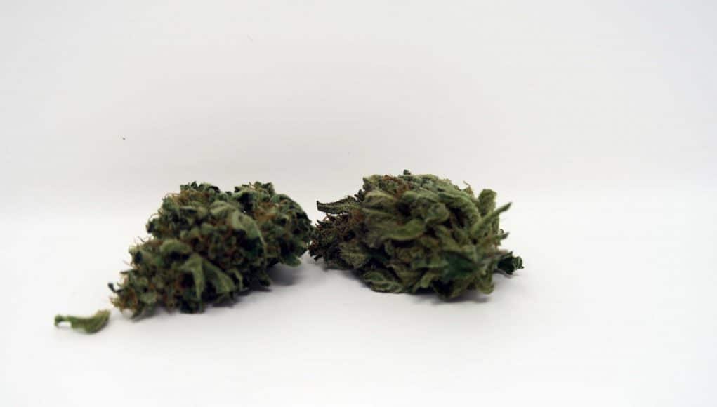 Archive image 6 for CBD Critical Cure