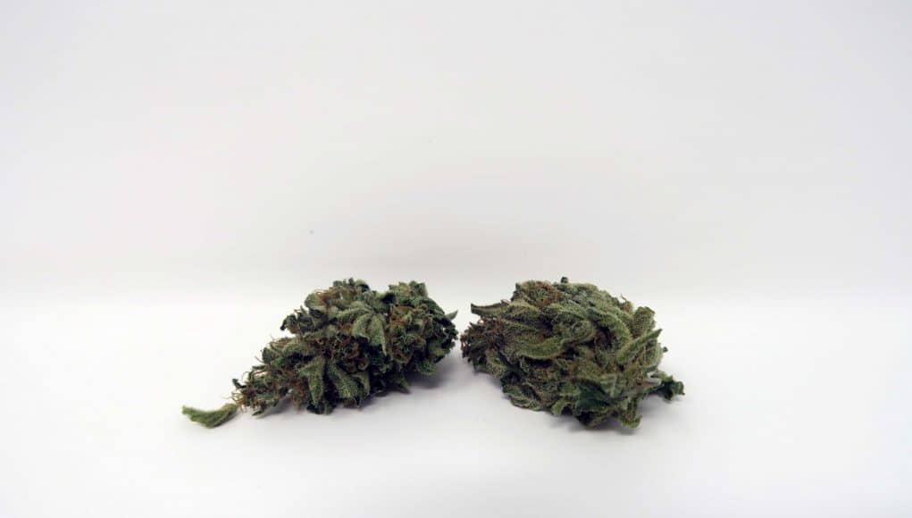 Archive image 7 for CBD Critical Cure