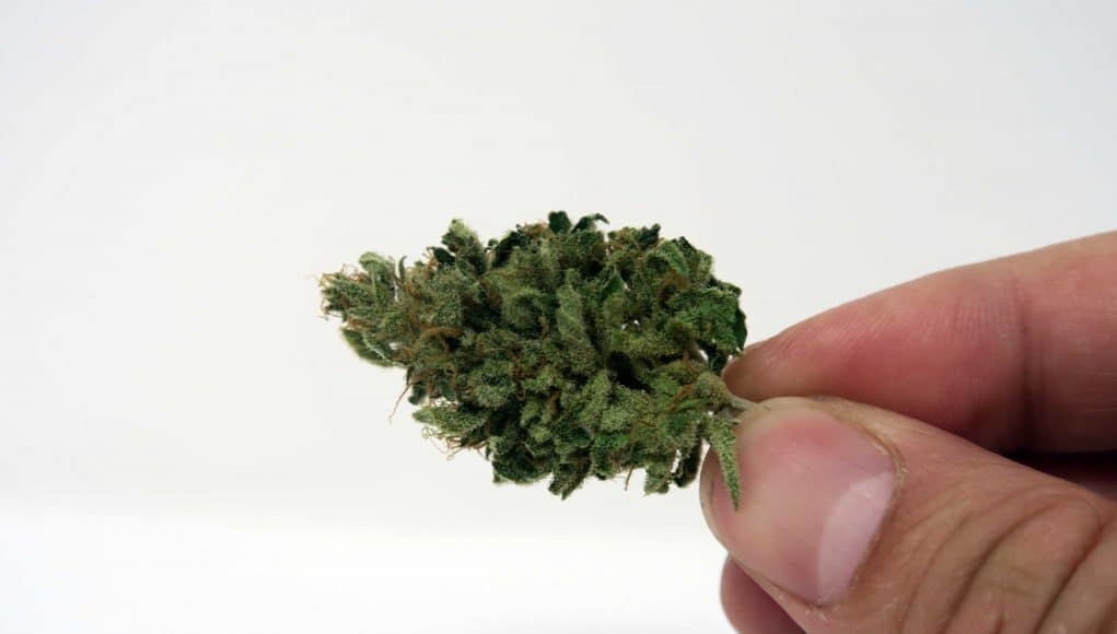 Archive image 8 for CBD Critical Cure