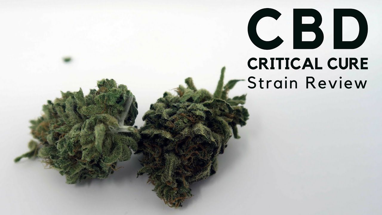 Archive image 9 for CBD Critical Cure