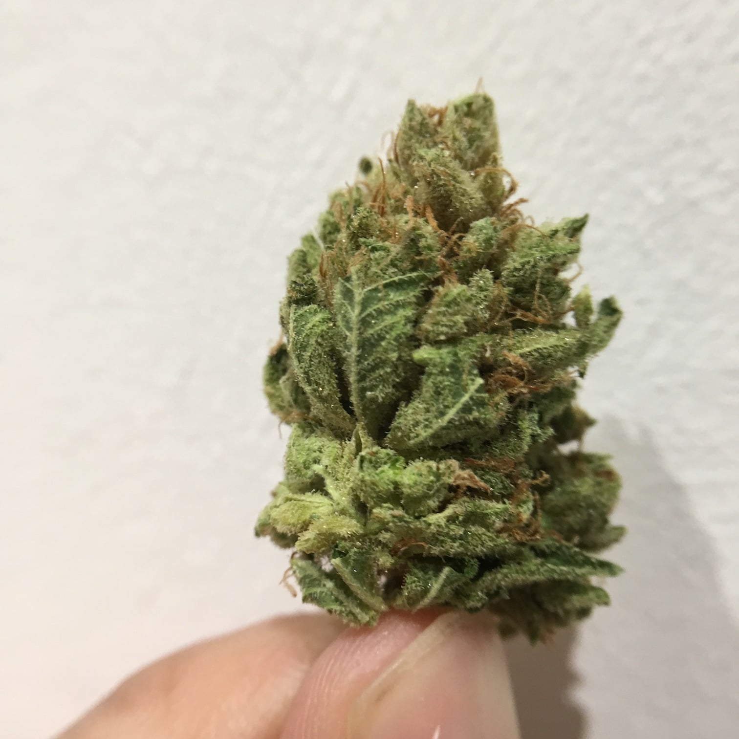 Archive image 2 for Chemdog Strain Review