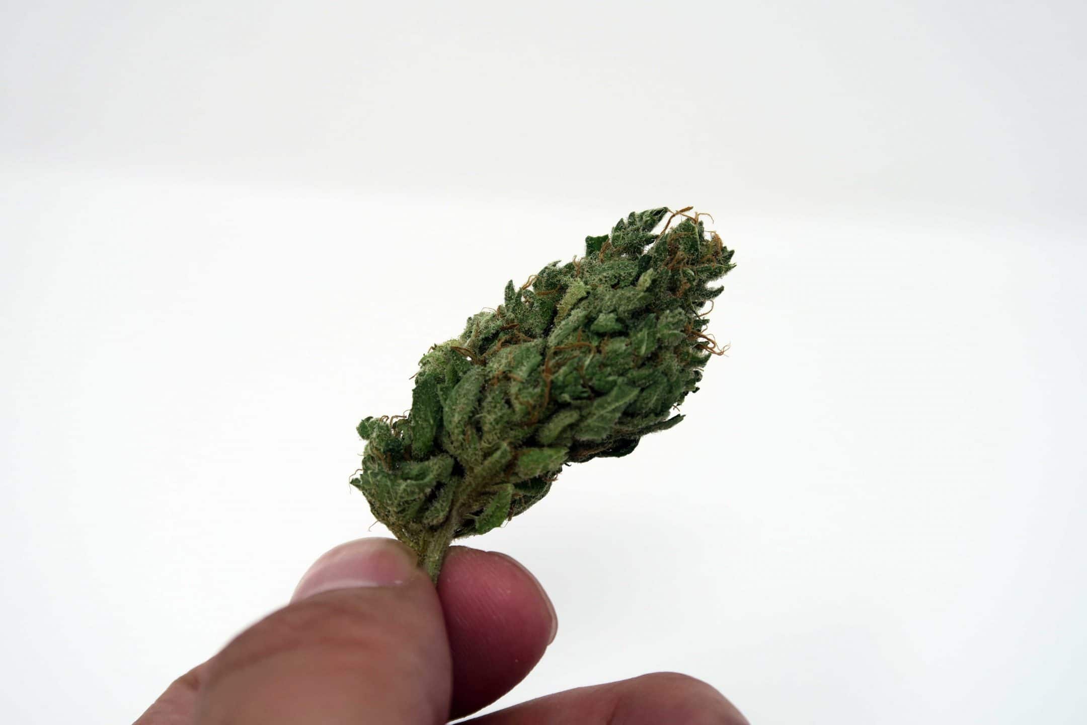 Archive image 2 for Cherry Bomb Cannabis Strain Review