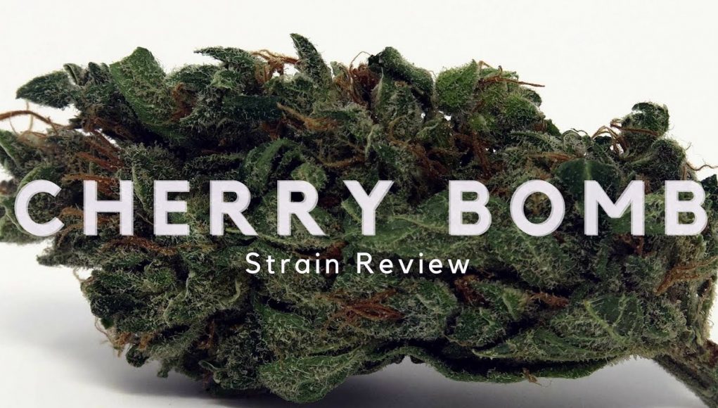 Archive image 3 for Cherry Bomb Cannabis Strain Review