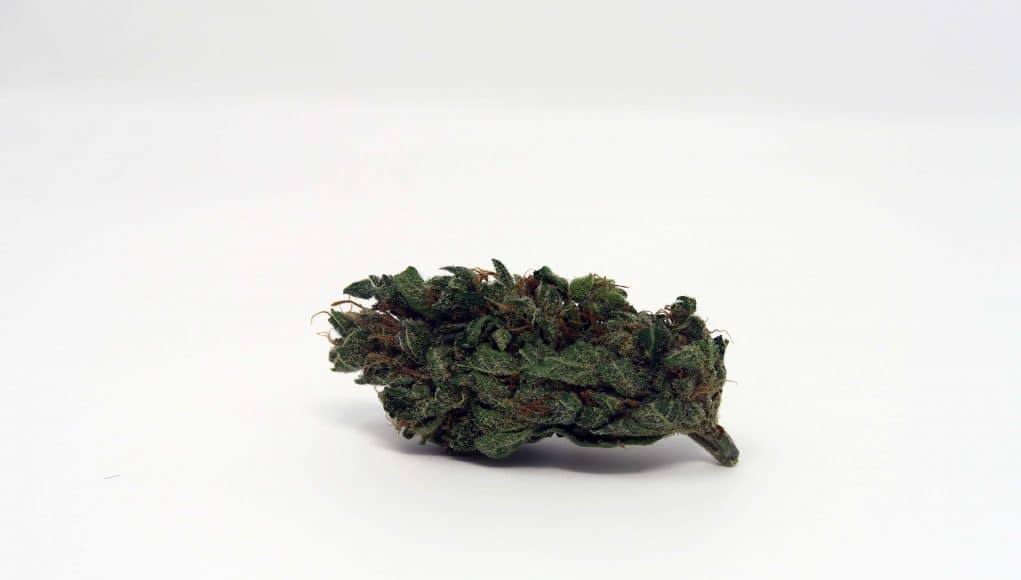 Archive image 4 for Cherry Bomb Cannabis Strain Review