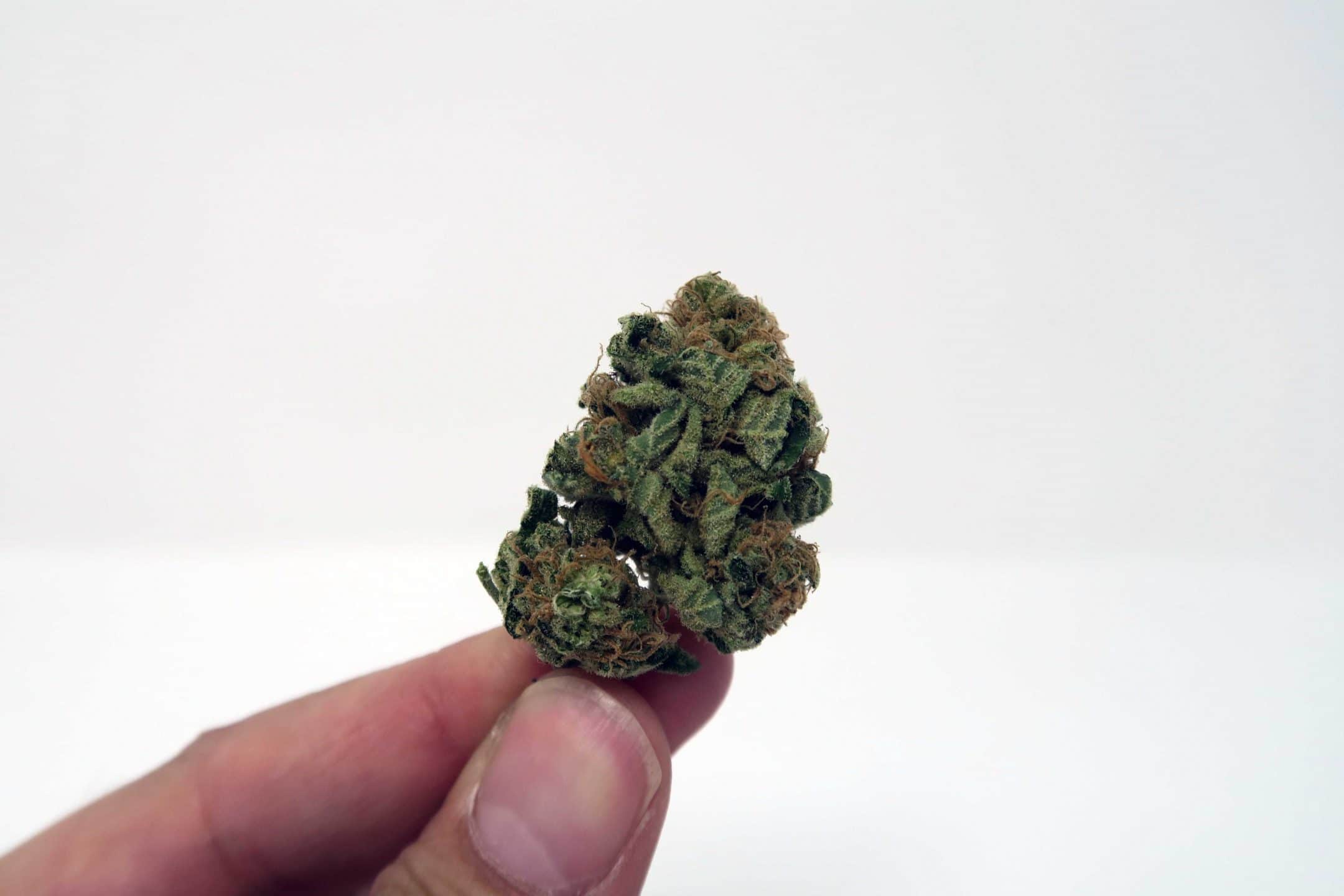 Archive image 2 for Chocolate Kush Strain Review