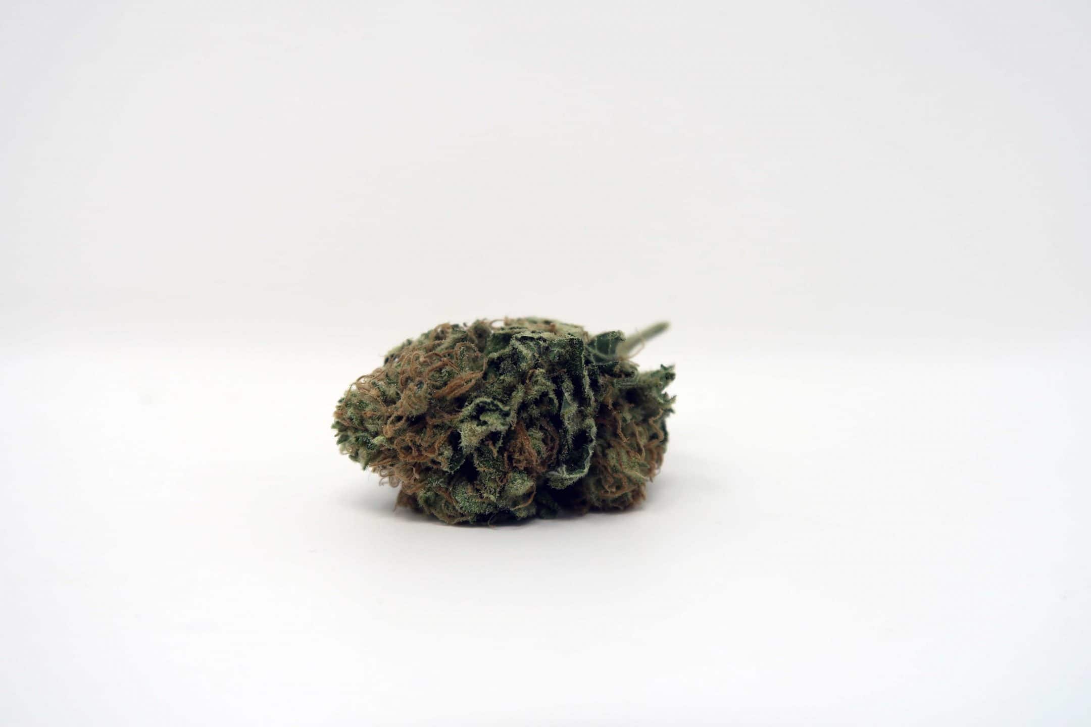 Archive image 3 for Chocolate Kush Strain Review