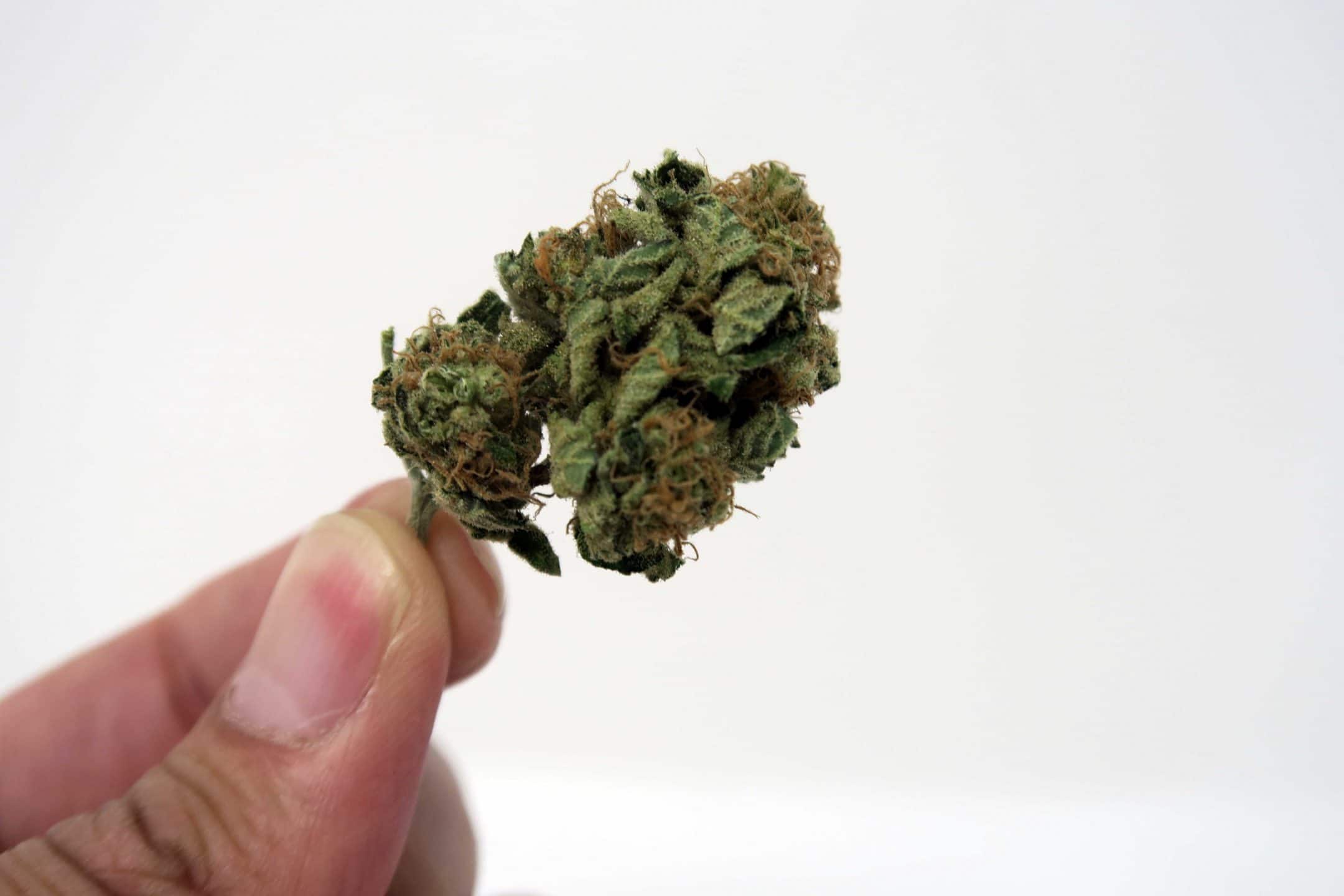 Archive image 4 for Chocolate Kush Strain Review