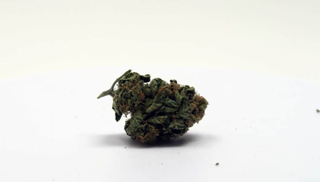 Archive image 7 for Chocolate Kush Strain Review
