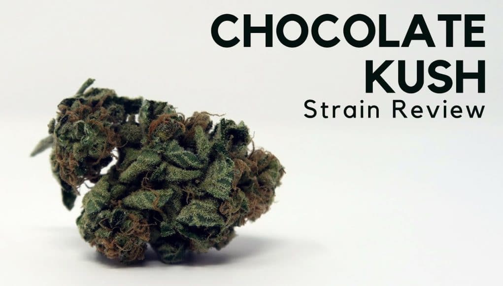 Archive image 8 for Chocolate Kush Strain Review