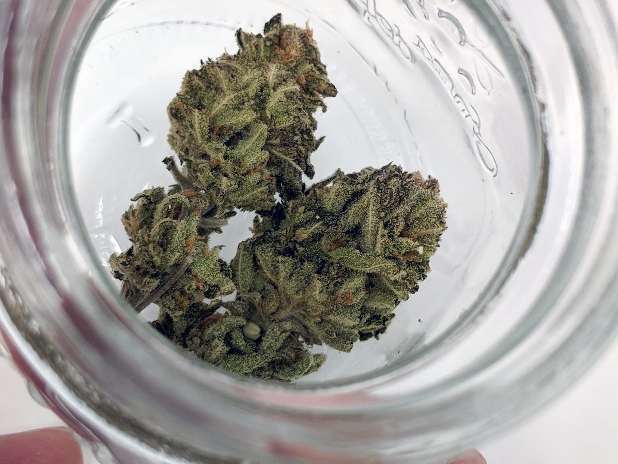 Archive image 2 for Chocolate Mint OG Strain review & Information
