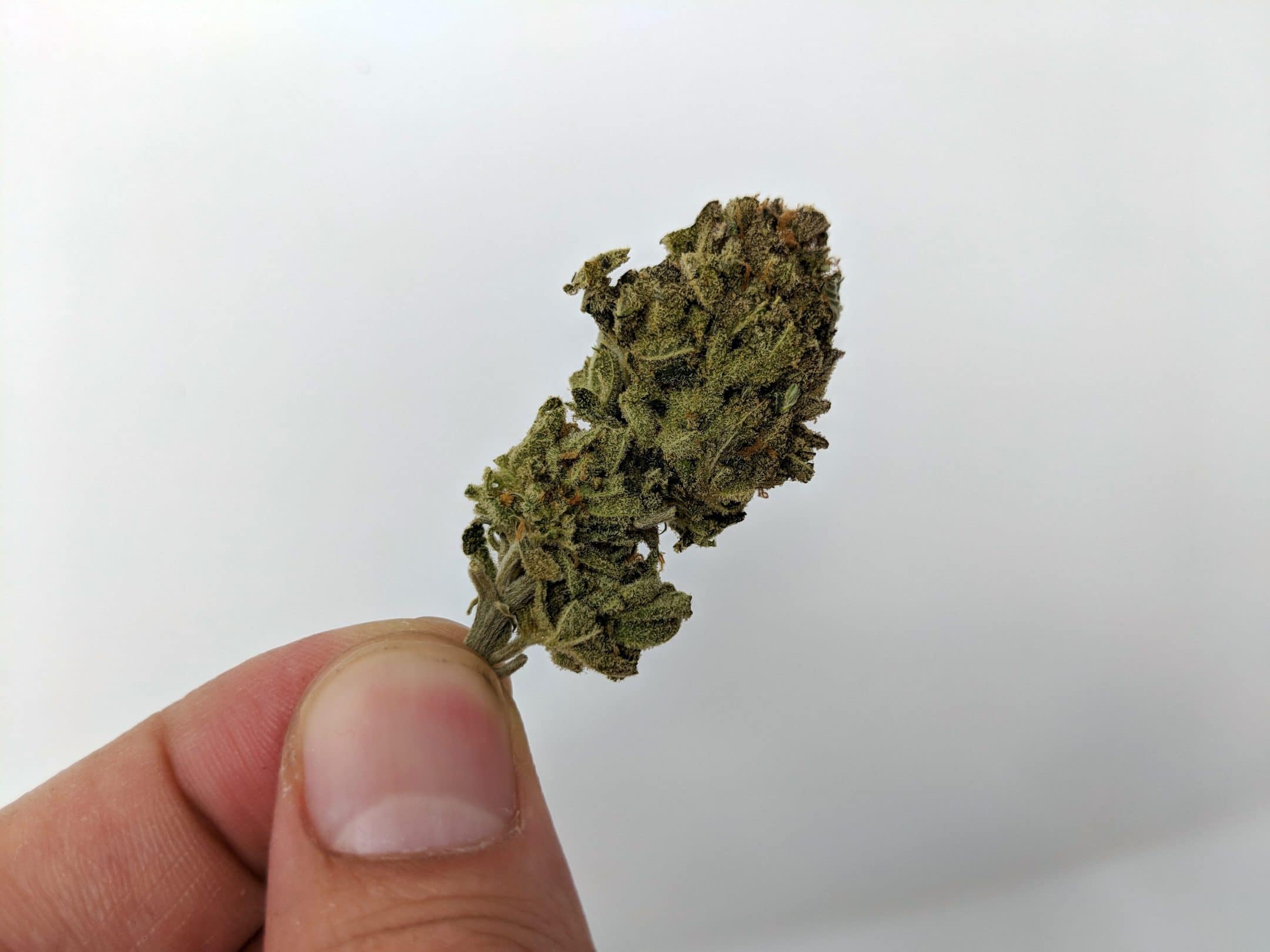 Archive image 4 for Chocolate Mint OG Strain review & Information