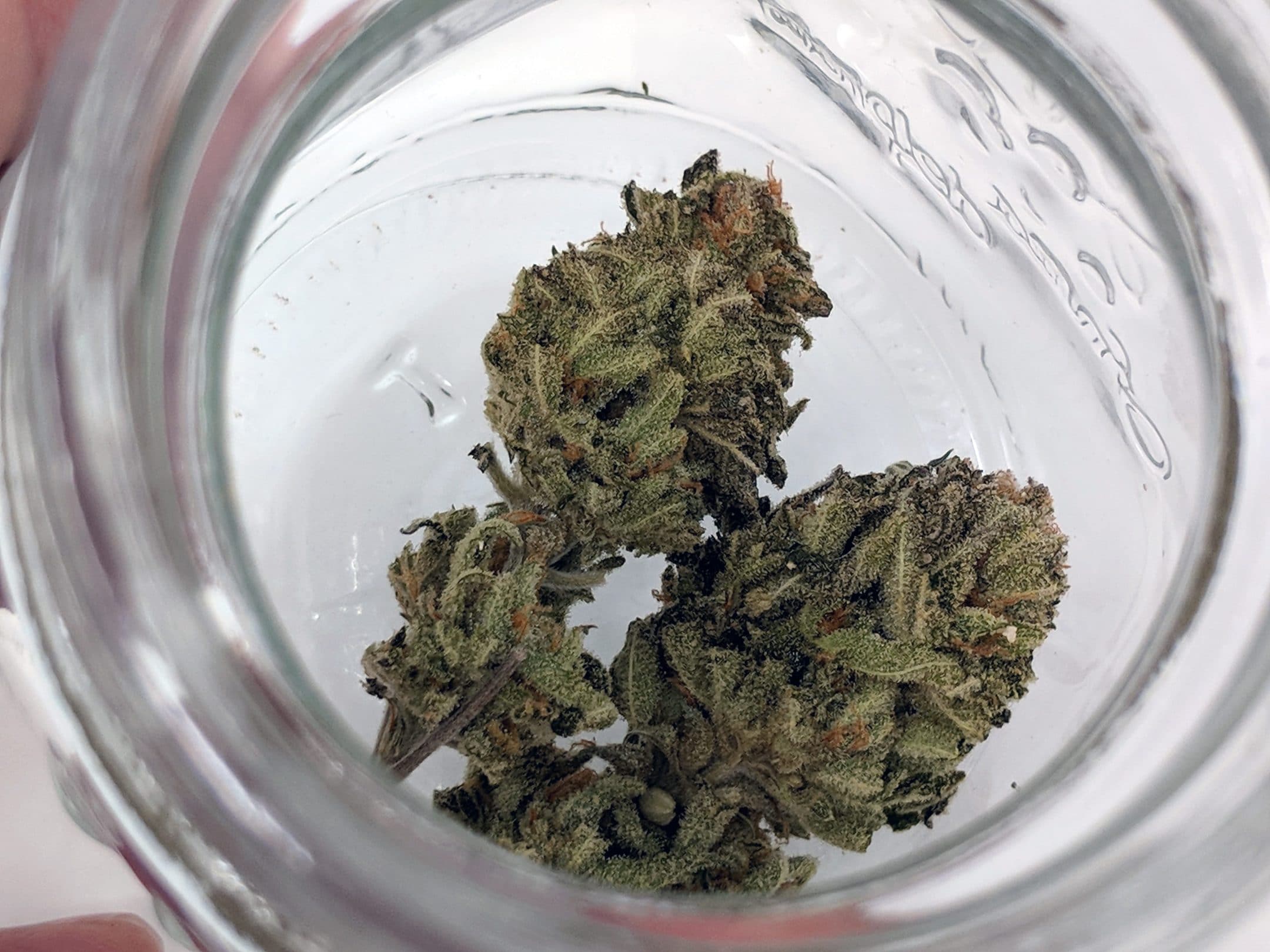 Archive image 7 for Chocolate Mint OG Strain review & Information