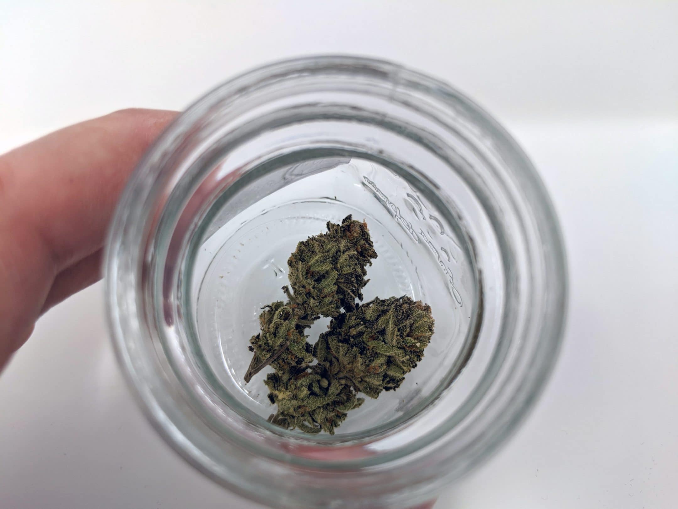 Archive image 8 for Chocolate Mint OG Strain review & Information