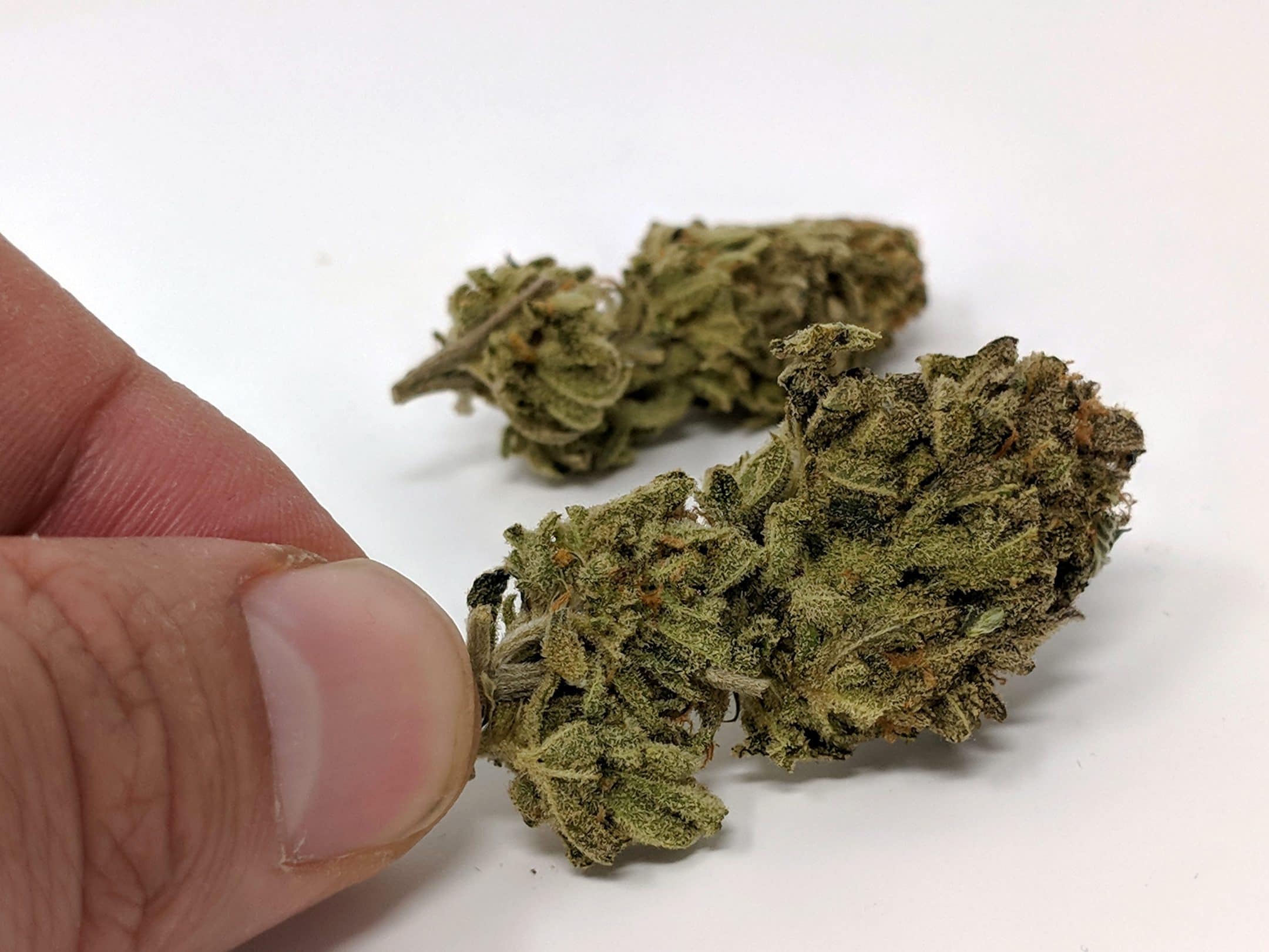 Archive image 9 for Chocolate Mint OG Strain review & Information